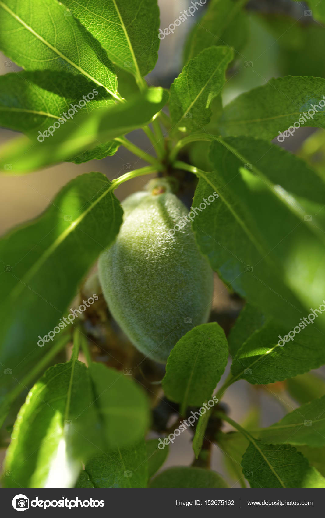 Branch of almond tree with green almonds Stock Photo by ©nito103 152675162