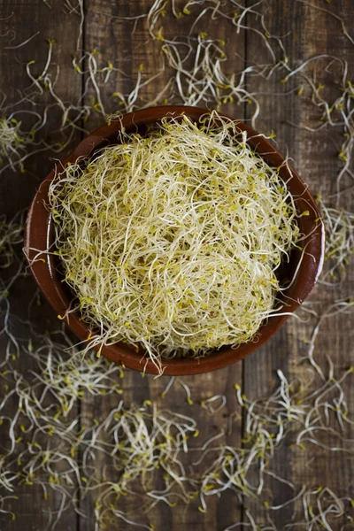 Brotos de alfafa em uma tigela — Fotografia de Stock