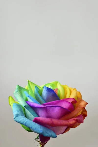 Een regenboog roos — Stockfoto