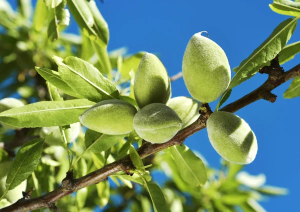 Branche d'amandier aux amandes vertes — Photo