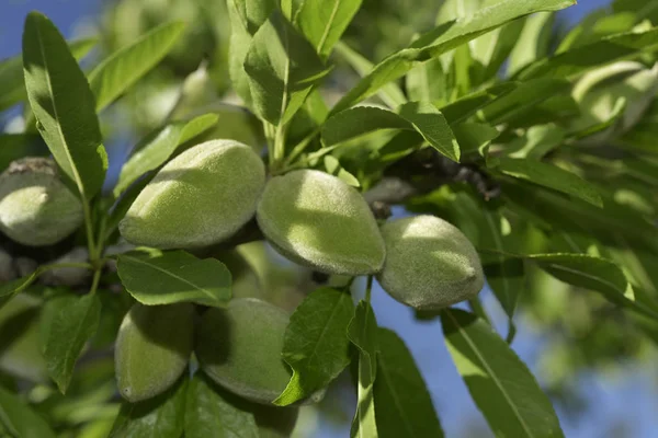 Branch of almond tree with green almonds — Stock Photo, Image