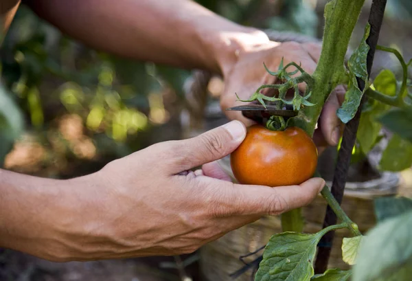 Joven recogiendo un tomate de la planta — Foto de Stock