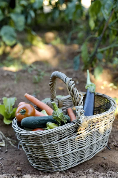 Basket full of vegetables in an organic orchard — Stock Photo, Image