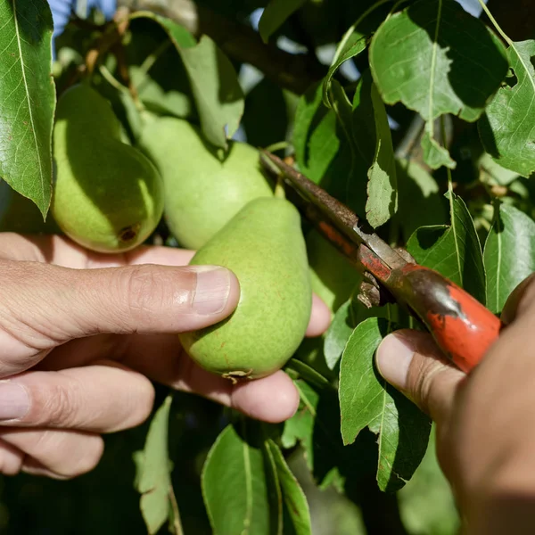 Young man picking a pear from the tree — Stock Photo, Image