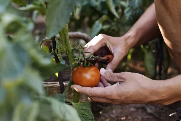 Jonge man een tomaat van de plant plukken — Stockfoto