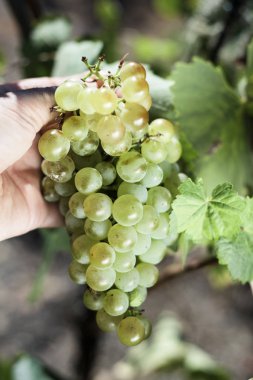 genç adam bir avuç üzüm toplama