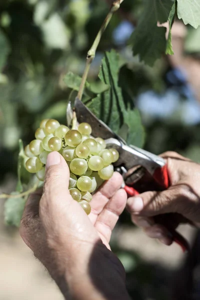 Homem sênior colhendo um monte de uvas — Fotografia de Stock