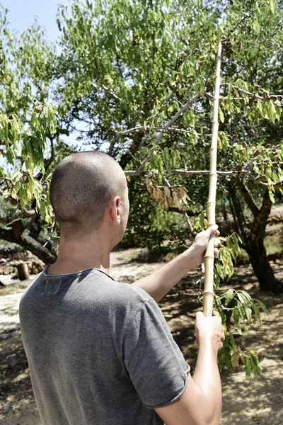 Giovane uomo che raccoglie carrube da un albero di carruba — Foto Stock