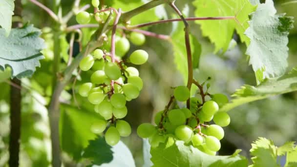 Bunches of white grapes being moved by the wind — Stock Video