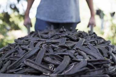 adam carobs tam bir el arabası itme