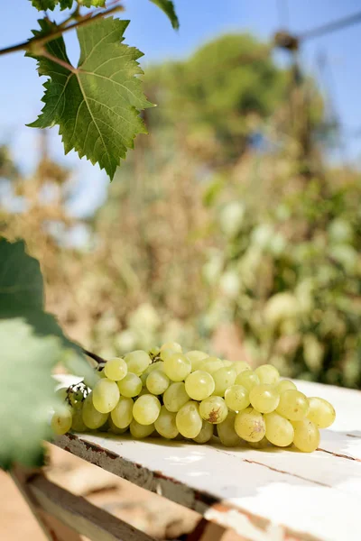 Monte de uvas em uma mesa rústica ao ar livre — Fotografia de Stock