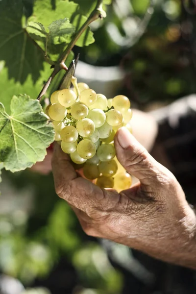 Homem sênior colhendo um monte de uvas — Fotografia de Stock