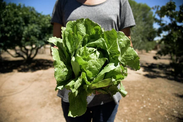 Joven con una lechuga romana — Foto de Stock