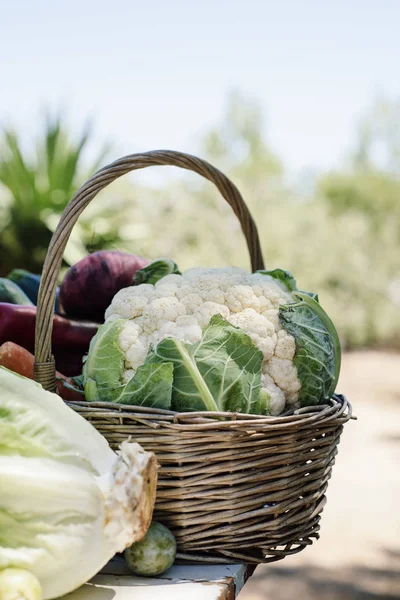 Basket full of vegetables freshly collected — Stock Photo, Image