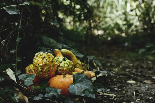 kabaklar arka bahçesinde veya ormanda