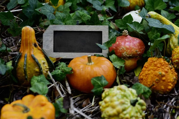 Pumpkins and blank signboard outdoors — Stock Photo, Image