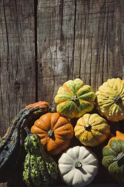 Assortiment de différentes citrouilles — Photo