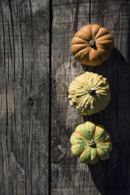 Farklı kabak çeşitleri 