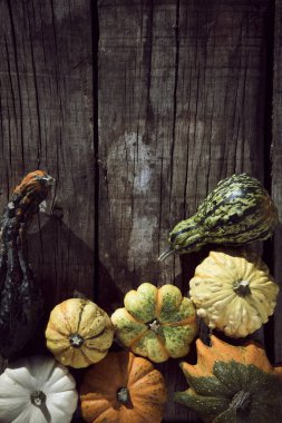 Farklı kabak çeşitleri 