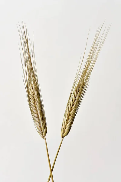 Épis de blé croisés — Photo