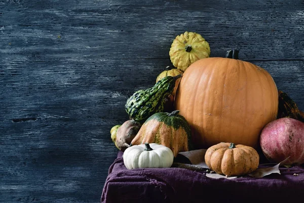 Assortment of different pumpkins — Stock Photo, Image