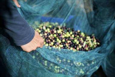 İspanya zeytin hasat