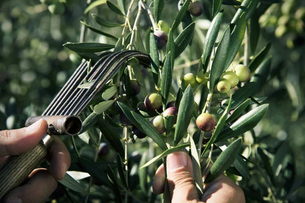 Harvesting olives in Spain — Stock Photo, Image