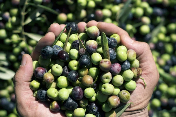 Harvesting olives in Spain — Stock Photo, Image