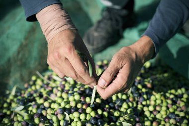 İspanya zeytin hasat
