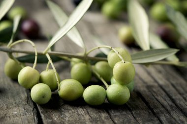 arbequina olives from Spain clipart