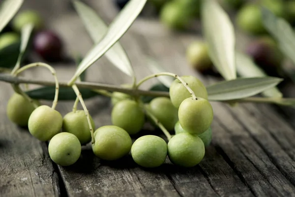 Aceitunas arbequinas de España — Foto de Stock