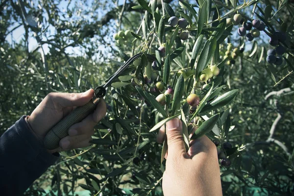 Skörda oliver i Spanien — Stockfoto