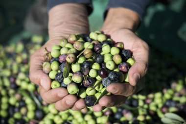 harvesting olives in Spain clipart