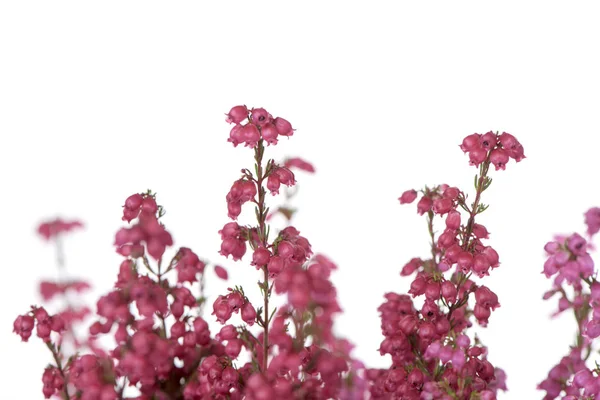 Bell heather növény rózsaszín virágok — Stock Fotó