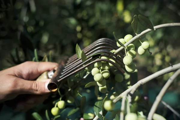 Man harvesting arbequina olives — Stock Photo, Image
