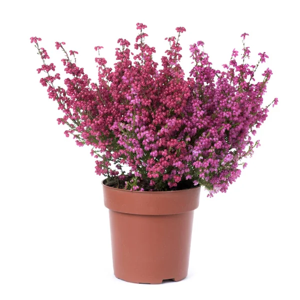 Bell heather plant with pink flowers — Stock Photo, Image