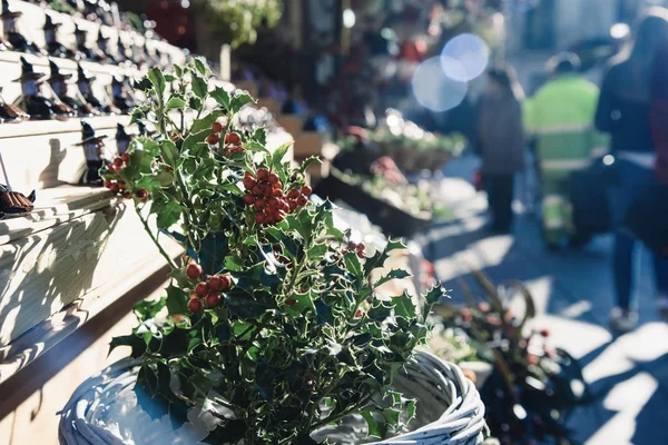 Holly on sale in a christmas market — Stock Photo, Image