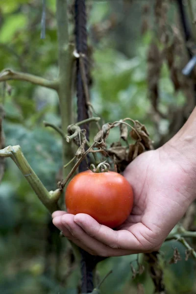 Giovane che raccoglie un pomodoro dalla pianta — Foto Stock