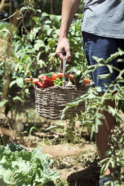 Joven con una cesta llena de verduras — Foto de Stock