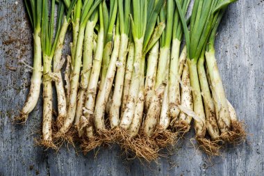 raw calcots, onions typical of Catalonia, Spain clipart