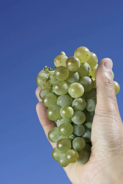 Man met een bos van witte druiven tegen de hemel — Stockfoto