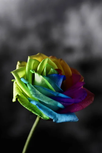 Rainbow rose — Zdjęcie stockowe