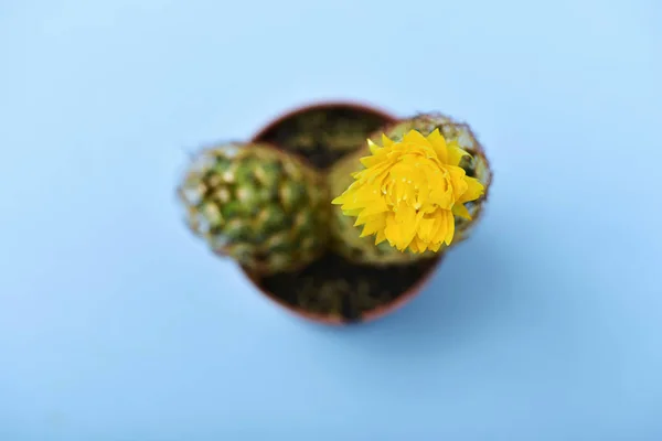 羊角豆仙人掌，有一朵黄色的花 — 图库照片