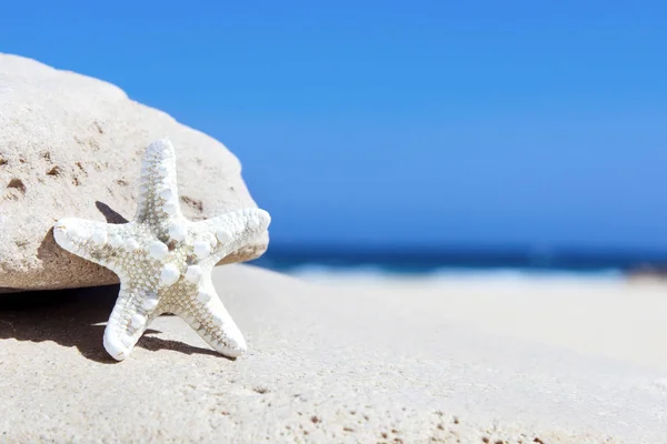 Zeesterren op het zand van een beac — Stockfoto