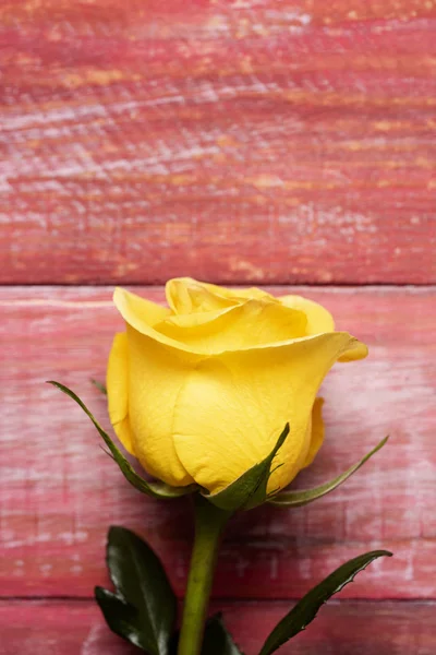 Κίτρινο τριαντάφυλλο σε κόκκινο φόντο ξύλινη — Φωτογραφία Αρχείου
