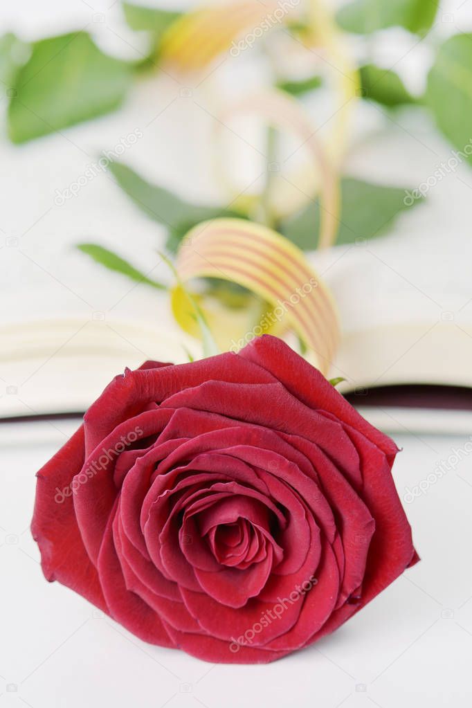 red rose, book and Catalan flag