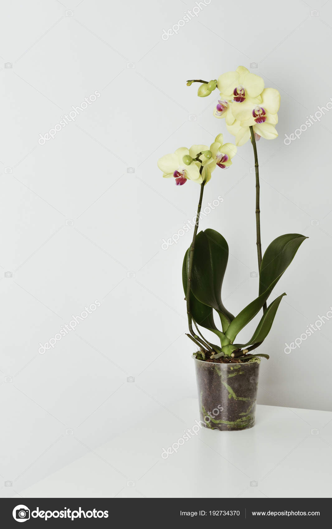 Phalaenopsis Orkide Phalaenopsis Orkide