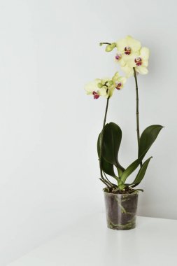 Sarı phalaenopsis orkide