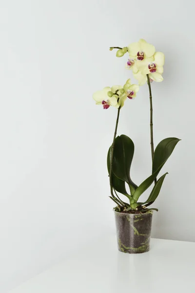 Желтый фаленопсис Орхидея — стоковое фото
