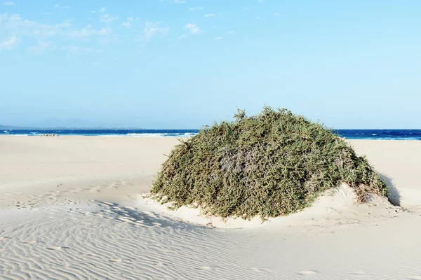 Písečné duny Corralejo, Španělsko — Stock fotografie